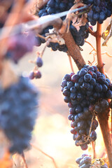 Spoiled black grapes on a branch. Black grapes remained on the vine. Autumn season for harvesting...