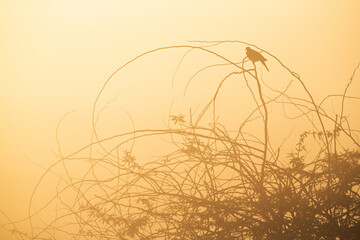 Eurasian Collard Dove in a foggy morning perched on acacia tree, Bahrain