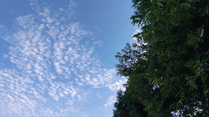 畑の空
