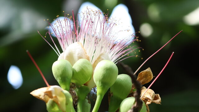 Lecythidaceae Bilder Durchsuchen 595 Archivfotos, und