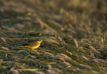 Yellow Wagtail in the morning hours  at Hamala, Bahrain