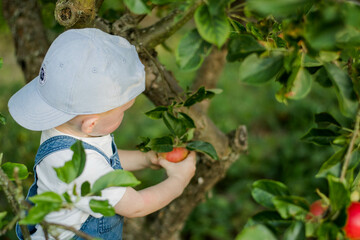 a boy pick up apples in the garden 
