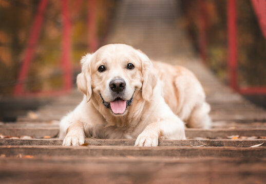 Portrait of an adorable dog on the bridge in an autumn day. A beautiful golden retriever walks in the park. Autumn photo of a dog for a postcard or calendar.