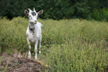 young white goat grazing in green field