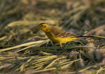 Yellow Wagtail  in a farm at  Bahrain