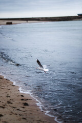 seagull on the sea