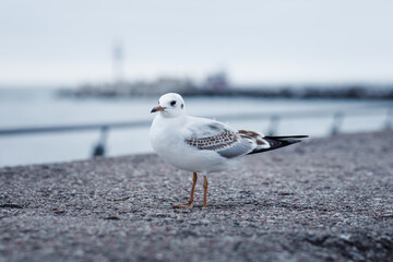 seagull on the beach