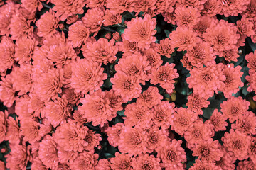Orange chrysanthemum flowers vintage chrysanthemums background