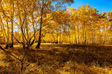 Fototapeta premium autumn in the park