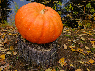 pumpkin in the garden