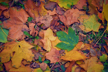 Autumn hues in the park. Leaves in shades of yellow, red and brown.