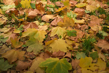 Autumn hues in the park. Leaves in shades of yellow, red and brown.