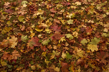 Autumn hues in the park. Leaves in shades of yellow, red and brown.