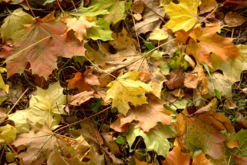 Autumn hues in the park. Leaves in shades of yellow, red and brown.