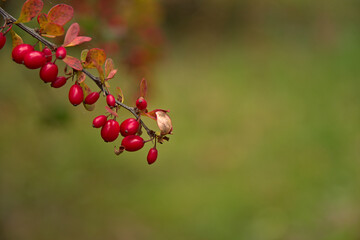 Autumn hues in the park. Leaves in shades of yellow, red and brown.