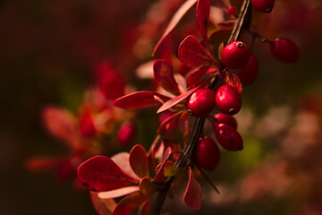 Autumn hues in the park. Leaves in shades of yellow, red and brown.