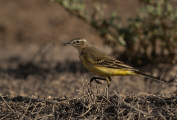 Closeup of a Yellow Wagtail at Hamala, Bahrain