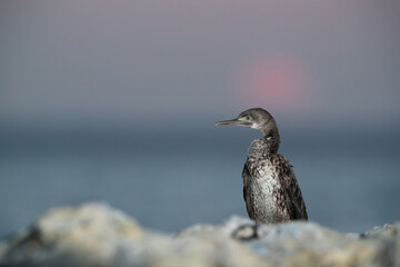 Socotra cormorant and the morning sun, Bahrain