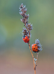 Coccinellids on the grass in the morning dew