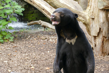 high angle view of a malayan sun bear 