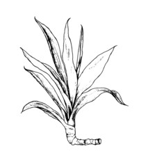 drawing yucca. Hand-drawn sketch-style house plant with Long narrow leaves ficus Isolated black outline on White for Design template