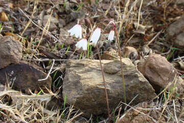 Autumn Snowflake (Acis autumnalis)