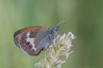 Morning awakening. Butterflies Of The Central Part Of Russia