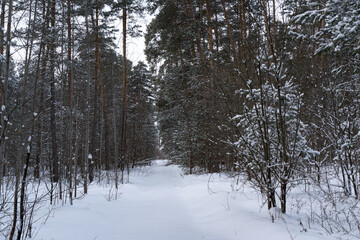 Snowfall in the winter forest.