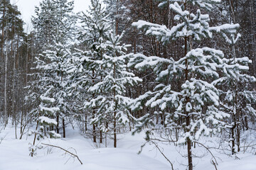 Fototapeta premium Snowfall in the winter forest.