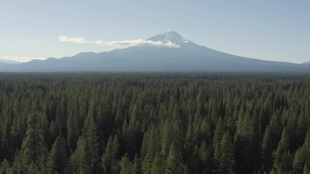 Amazing, aerial footage of Mount Shasta with pine tree forest in the foreground