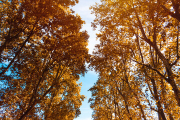 Treetops in autumn. Golden colors. Selective focus.