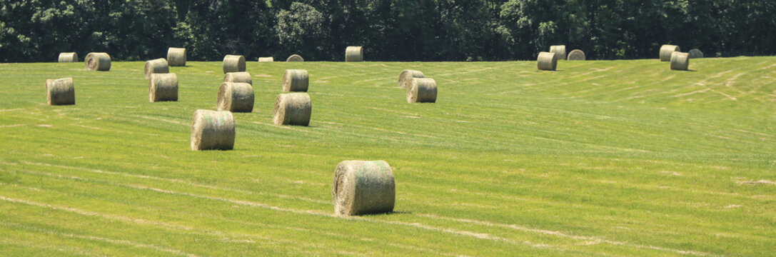 green agricultural field pasture with stray hay bails fresh harvest season