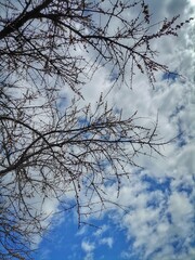 branches against blue sky