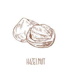 Hand drawn vector hazel nuts forest illustration