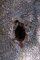 Tree trunk with hole. Background texture.