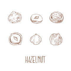 Hand drawn vector hazel nuts forest illustration