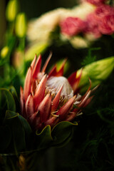Protea flower on a garden