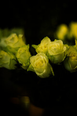 white roses warm picture