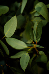leaves in the forest
