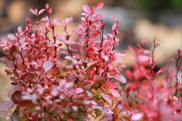 bright juicy barberry. Colors of autumn on a sunny day.
