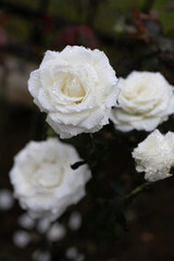 Morning dew on rose petals.Top view of a beautiful flower