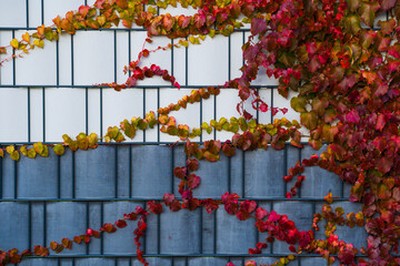 Autumn etude, multicolored climbing plants on a fence