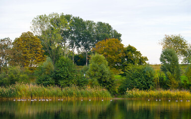 Autumn landscape with canada geese flock on lake