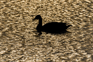Black silhouette of goose on the sunlit lake surface in the evening