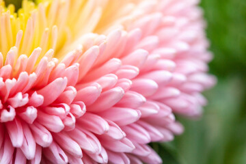 Pink and yellow aster petals close-up. Abstract floral background