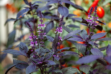 Purple leaves and flowers of basil close up