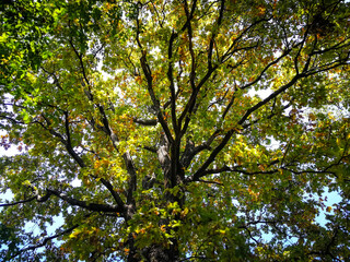 Fototapeta na wymiar Autumn background with tree branches