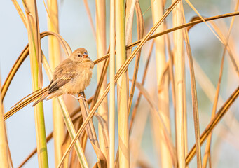 Red Avadavat juvenile perching on a branch