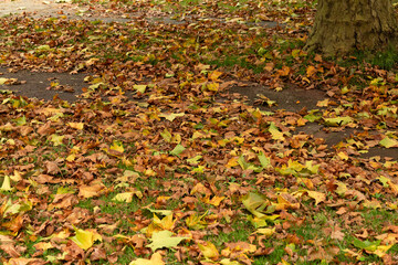 Red and orange autumn leaves on the grass and pavement.