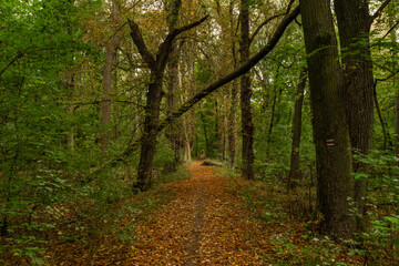 Autumn riparian forest and path in central Bohemia